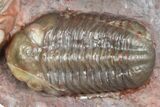 Prone Austerops Trilobite Fossil - Jorf, Morocco #363127-1